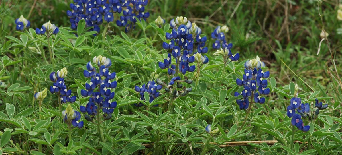 Texas Bluebonnets growing on the ground.